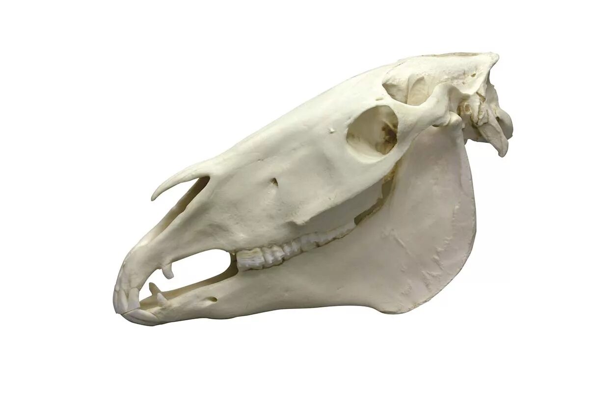 Череп лошади вид сбоку. Череп лошади. Череп лошади. Кости черепа лошади. Череп лошади.