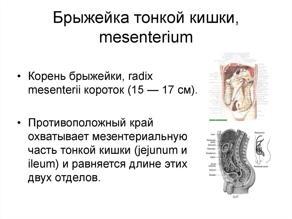 Брюшина толстой кишки. Брыжейка толстой кишки строение. Строение корня брыжейки. Брыжейка толстой кишки анатомия. Корень брыжейки тонкой кишки.