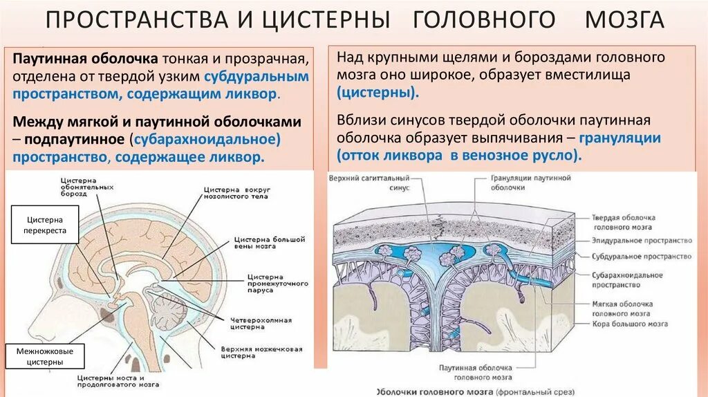 Мозговой метаболизм