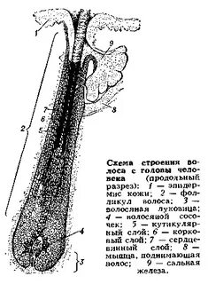 Волосяной 6 букв