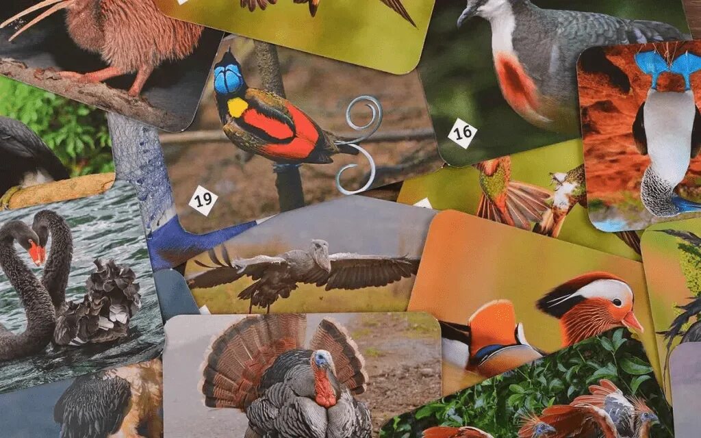 Игра мемо пернатый мир. 7952. Мемо пернатые. Настольная игра мемо пернатый мир. Игра мемо пернатый мир.