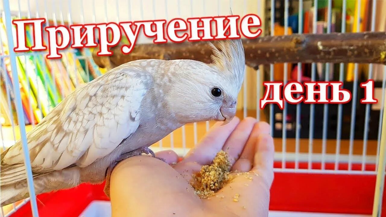 Как приручить попугаю. Приручение попугая. приручение попугая к рукам. как приручить попугая к рукам. корелла приручение к рукам.