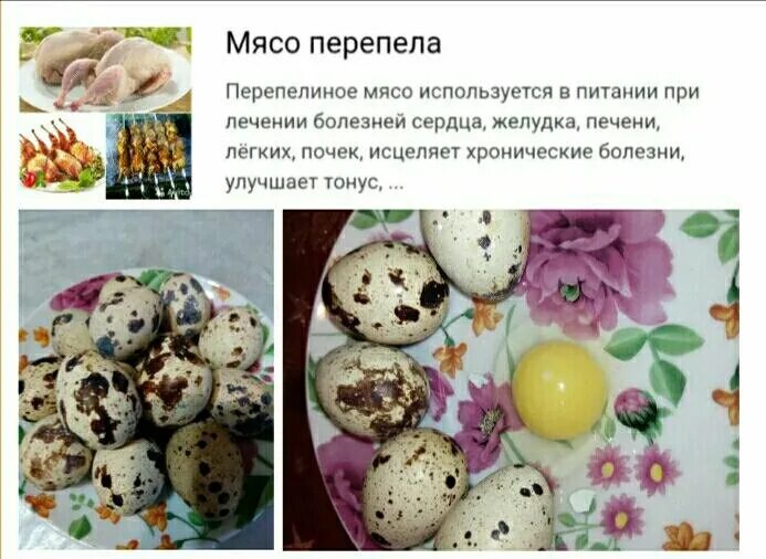 Сколько есть перепелиных яиц