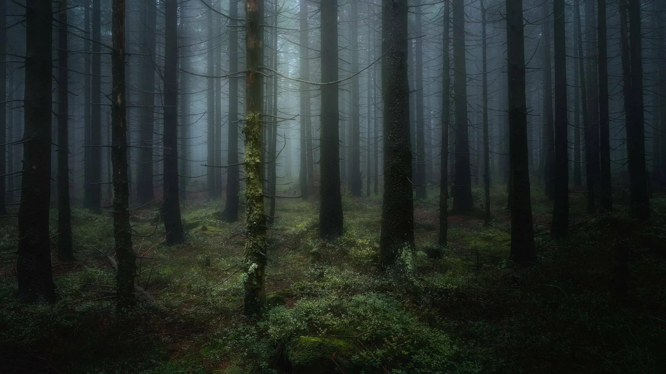 темный зеленый лес. фон чащи. ручей в лесу. мрачный еловый лес. дремучий лес пихта кедр.