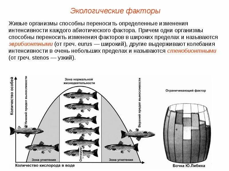 Экологические факторы экосистемы. Действие экологического фактора на живой организм. Экологические факторы и их воздействие на живые организмы. Экологические факторы и их влияние на живые организмы. Типы факторов окружающей среды