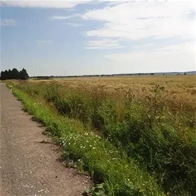 Клопицы волосово. Деревня клопицы. Погода в клопицах волосовский. Погода в клопицах волосовский. Ленинградская область деревня клопицы.