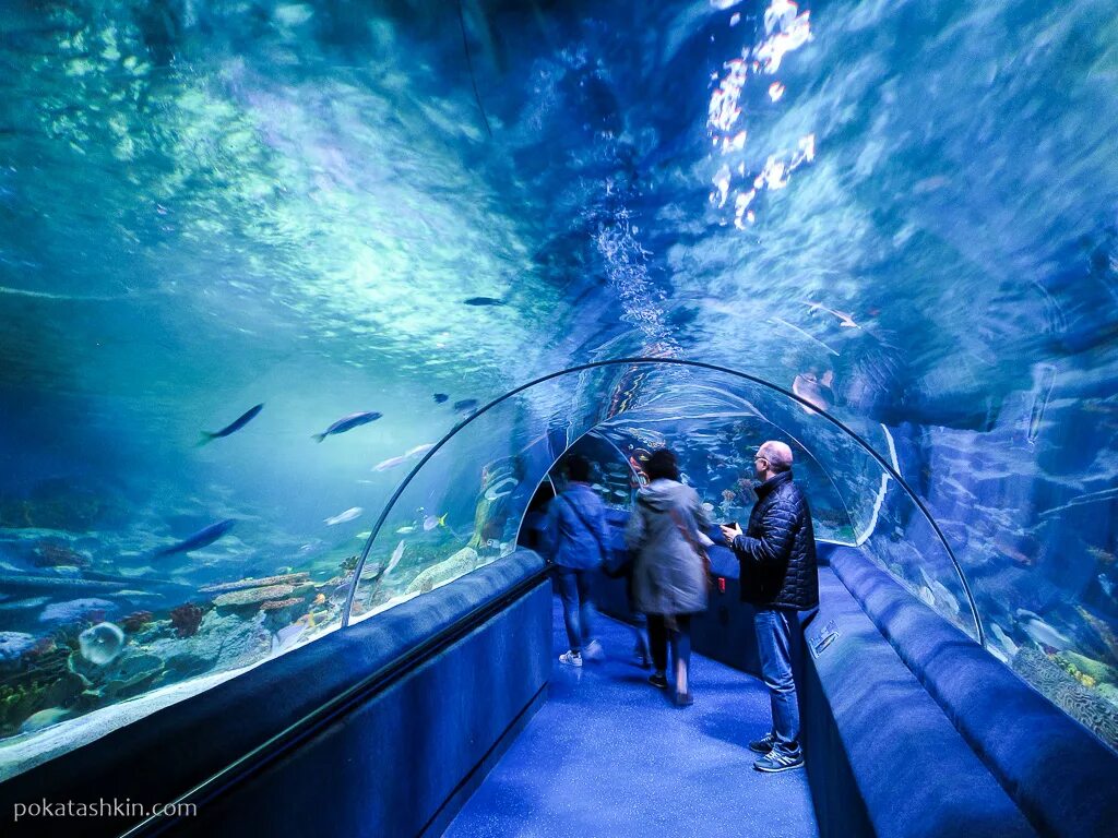 Океанариум в Стамбуле Sealife. Аква Флория Стамбул. Аквариум Sea Life Стамбул. Стамбульский аквариум в Стамбуле. Отзыв sea life