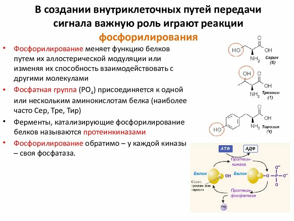 Регуляция активности ферментов ковалентная модификация. Фосфорилирование ферментов осуществляется через аминокислоты. Фосфорилирование остатков треонина. Субстраты фосфорилирования треонин, тирозин).. Химическая реакция фосфорилирования радикала Серина.