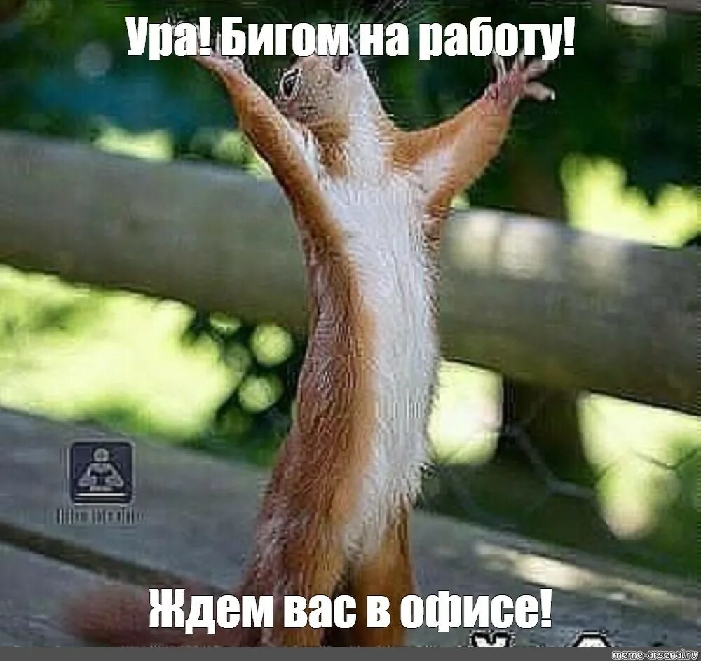 Ура понедельник. Белка мем. Радостные иллюстрации. Свершилось. Восторг мем.