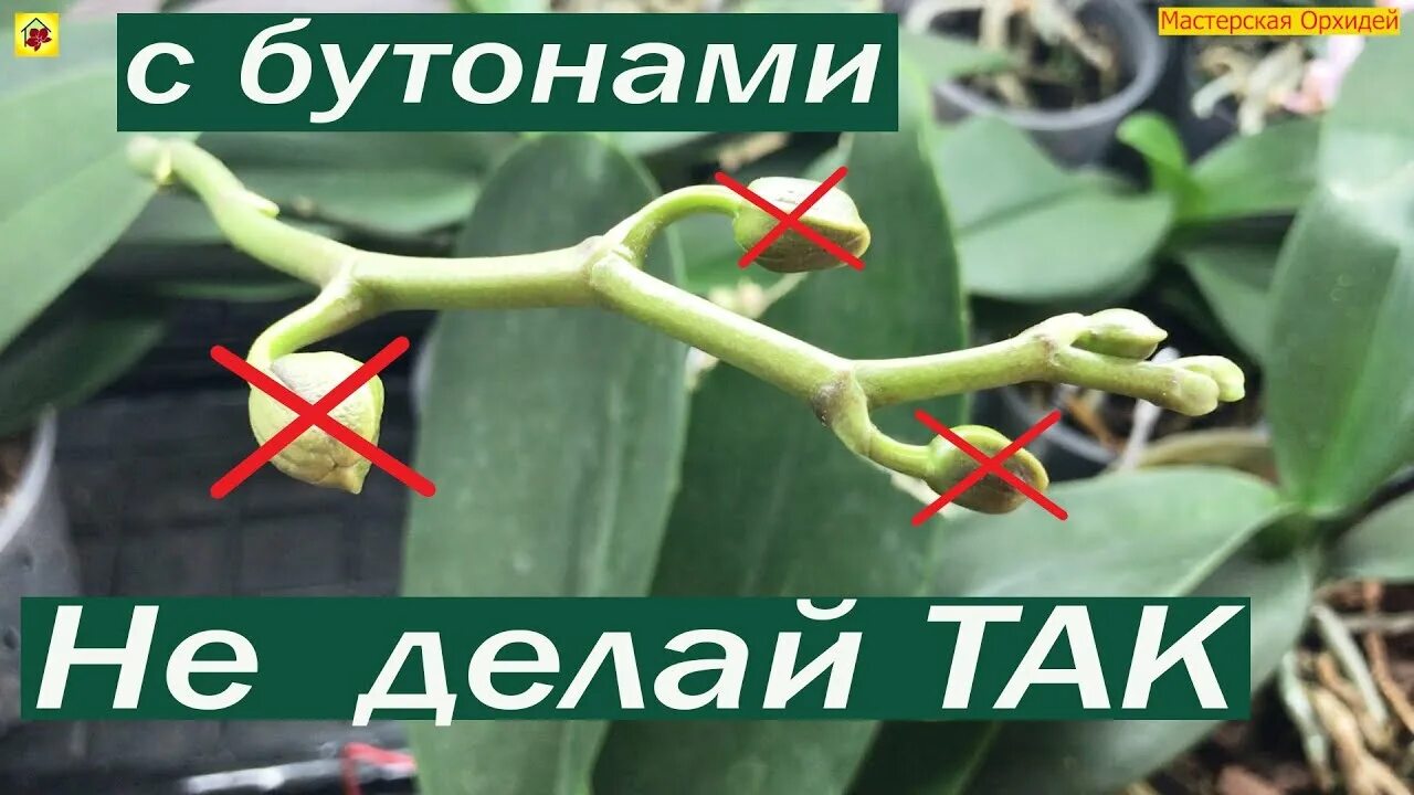 Почему у орхидеи опадают бутоны нераспустившиеся. Орхидея сушит бутоны. орхидея сушит бутоны причины. почему орхидея сушит бутоны. орхидея бутоны на черном.