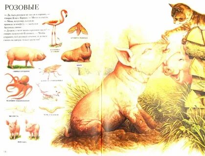 Книга селин аллен зверь