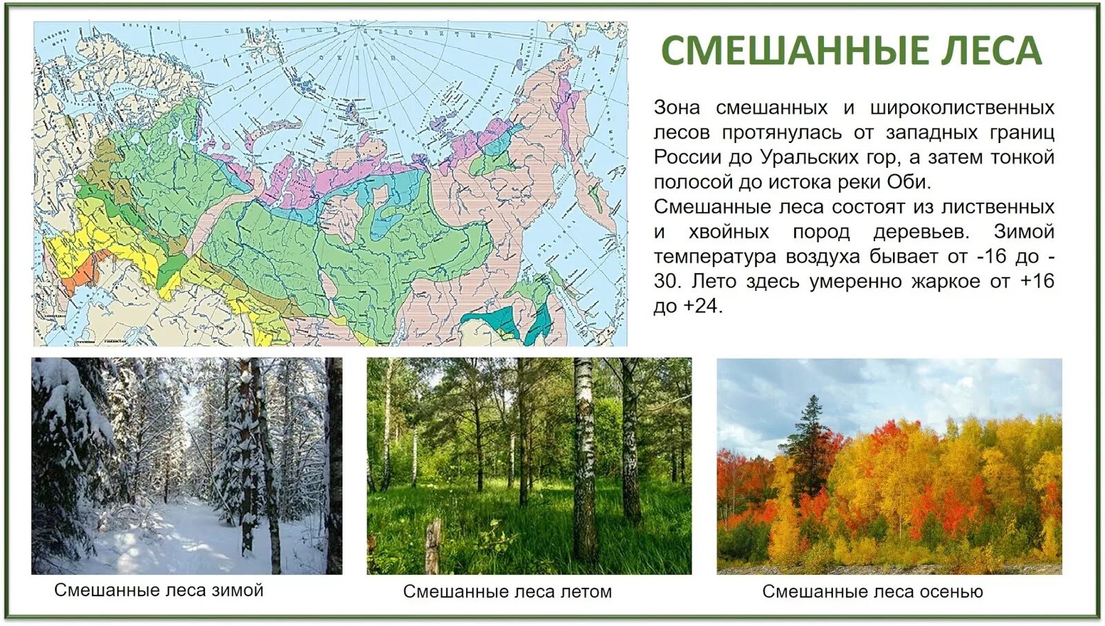 Где тайга занимает наибольшую площадь. Тайга смешанные и широколиственные леса на карте России. Зона смешанных и широколиственных лесов России. Зона широколиственных лесов на карте России. Лесная зона Тайга расположение зоны.
