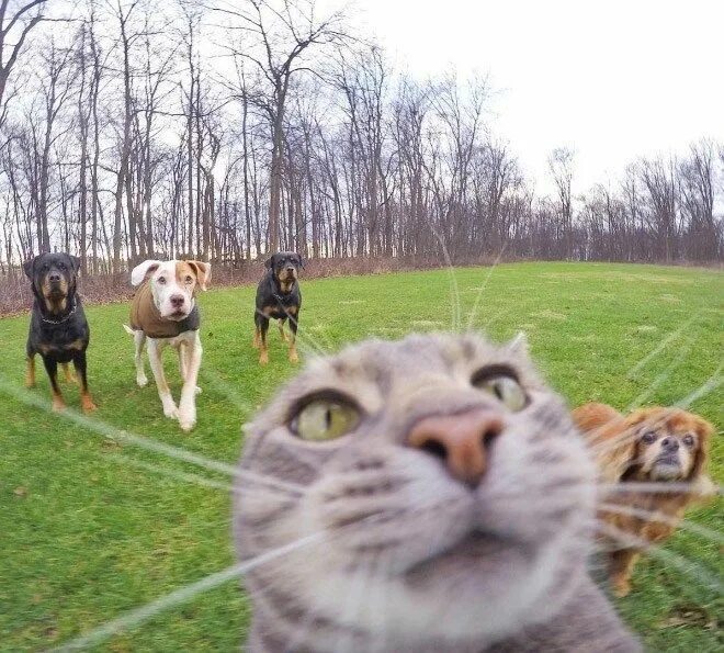 The funniest animals / Jokes with cats and dogs 2023 #2 / Приколы с кошками и со