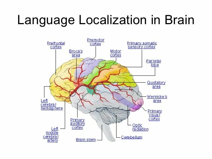 Esl brains lesson