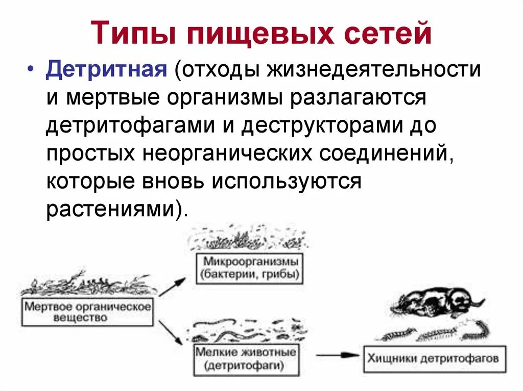 Приведите примеры детритных пищевых цепей. Виды пищевых сетей. Детритная сеть. Детритная пищевая цепь. Детритная цепь питания.