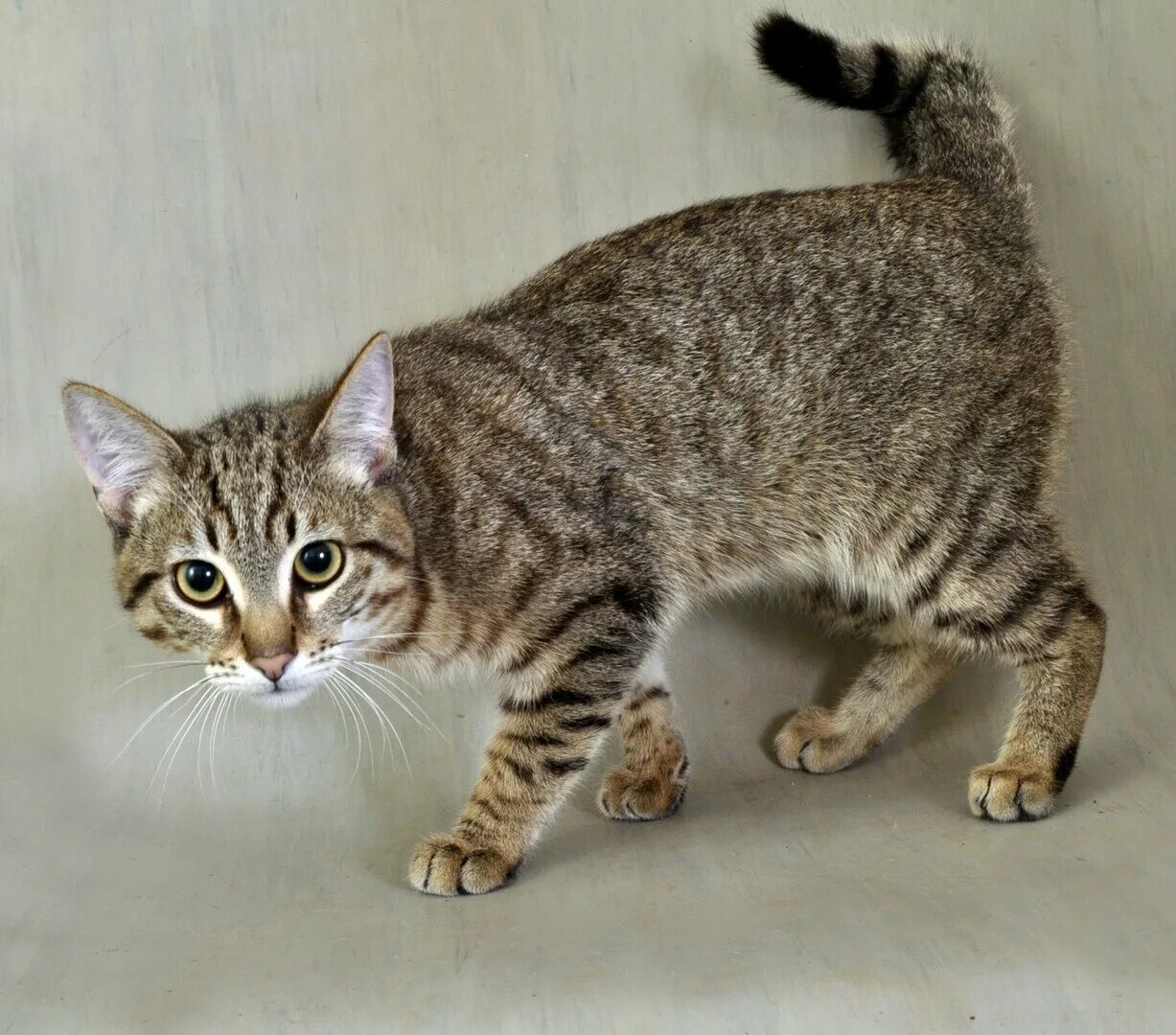 Кот с переломанным хвостом. Кот с кривым хвостом. Черный кот с поломанным хвостом. Порода со сломанным хвостом. Порода кошек с поломанным хвостом.