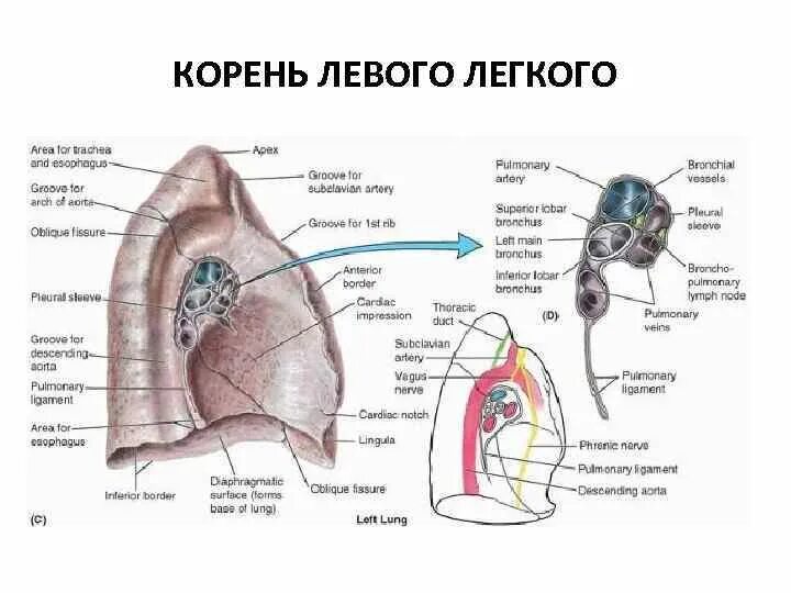 Где находится левое легкое