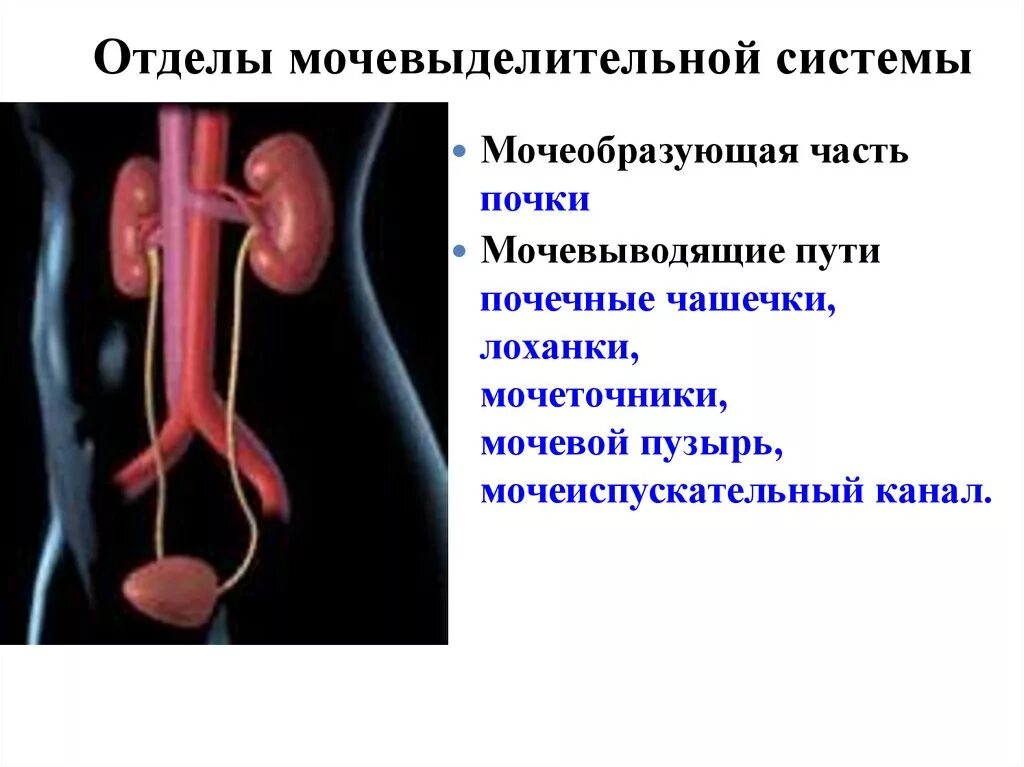 Мочевыделительной системы. Мочевыделительная система. Мочеполовая система. Мочевыводящие пути почки.