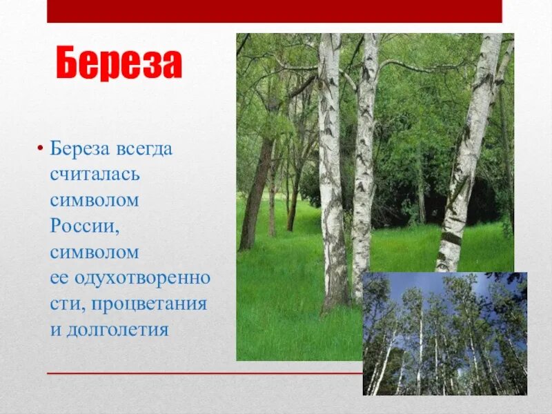 Береза символ России. Неофициальные символы России береза. Береза всегда считалась символом России. Символ России береза для детей.