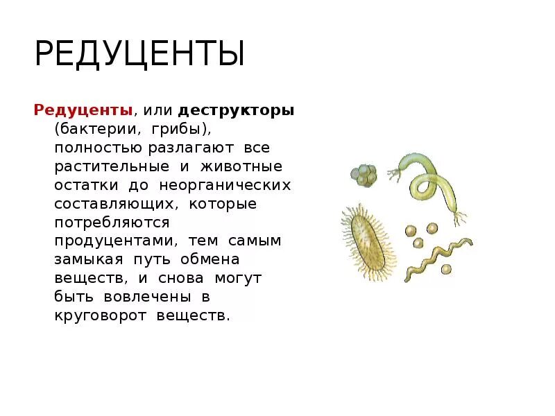 3 редуцента