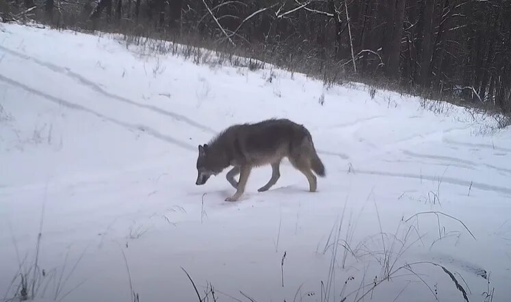 Догнал волка. Волк в Воронежской области 2021. Волк Воронежский заповедник. Волк в Зареченске Мурманской области. Волк фотоловушка.