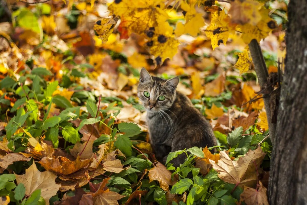 Енотовидная собака дальний восток. Лежащий кот под деревом осень. Прячется в листве. Прячется в листве. Ноги в осенних листьях.