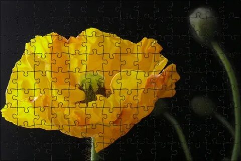 Желтый мак