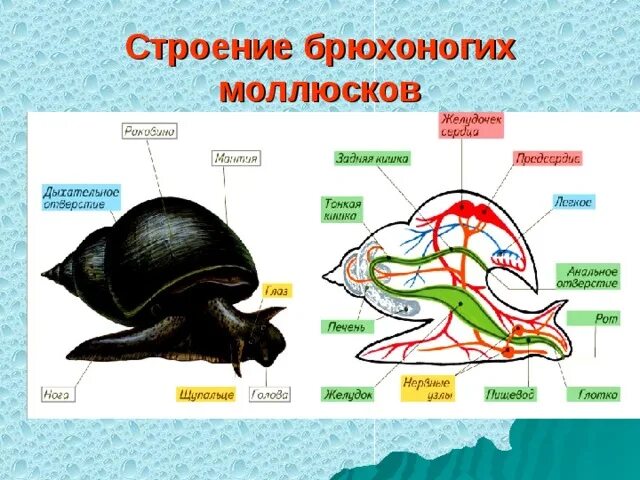 Схема строения брюхоногого моллюска. Строение брюхоногих моллюсков. Тип моллюски прудовик строение. Брюхоногие моллюски внешнее строение. Класс брюхоногие строение