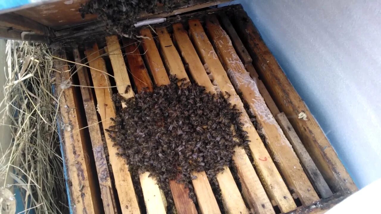 Пчелы после зимовки что делать. Пчелиный клуб зимой. Пчелы в улье зимой. Зимовка пчел. Пчелы зимуют.