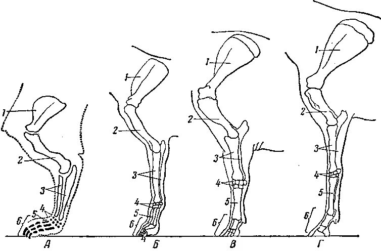 Анатомия костей грудной конечности собаки. Суставы грудной конечности КРС. Суставы тазовой конечности коровы. Суставы грудной конечности животных анатомия.