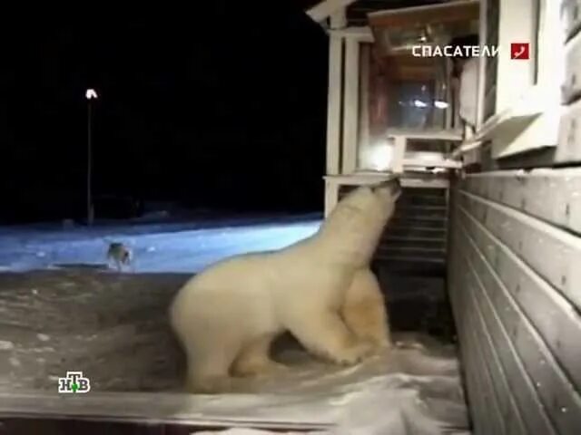 Нападение на бел. Сабетта нападение белого медведя на женщину. Нападение белого медведя на человека. Белый медведь напал на женщину.