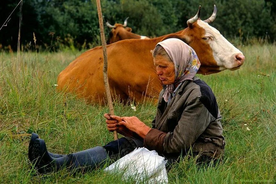 В каких сферах заняты жители сельской местности. Коровы в деревне. Корова в деревне у бабушки. Деревня сельских жителей. Бабушка с коровой.