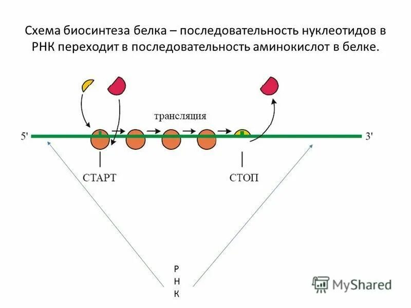 Правильную последовательность процессов биосинтеза белка