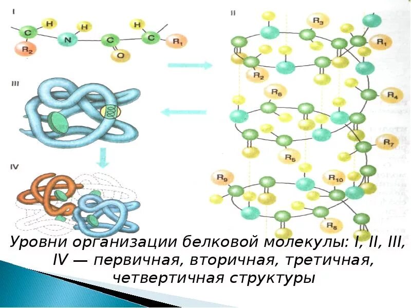 Схема первичной структуры белковой молекулы. Уровни организации белковой молекулы рисунок. Уровни организации белковой молекулы. Уровни организации белковой молекулы вторичная структура. В организации белковых