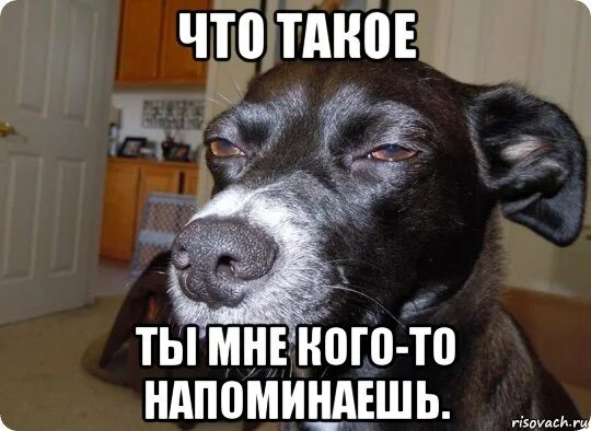 Песня давай давай привет