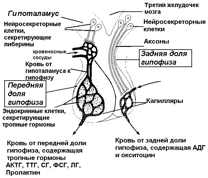 Артерии гипофиза. Схема строения гипоталамо гипофизарной нейросекреторной системы. Нейросекреторные ядра гипоталамуса гормоны. Гормоны гипоталамуса и задней доли гипофиза. Гипоталамо-гипофизарная система схема гистология.