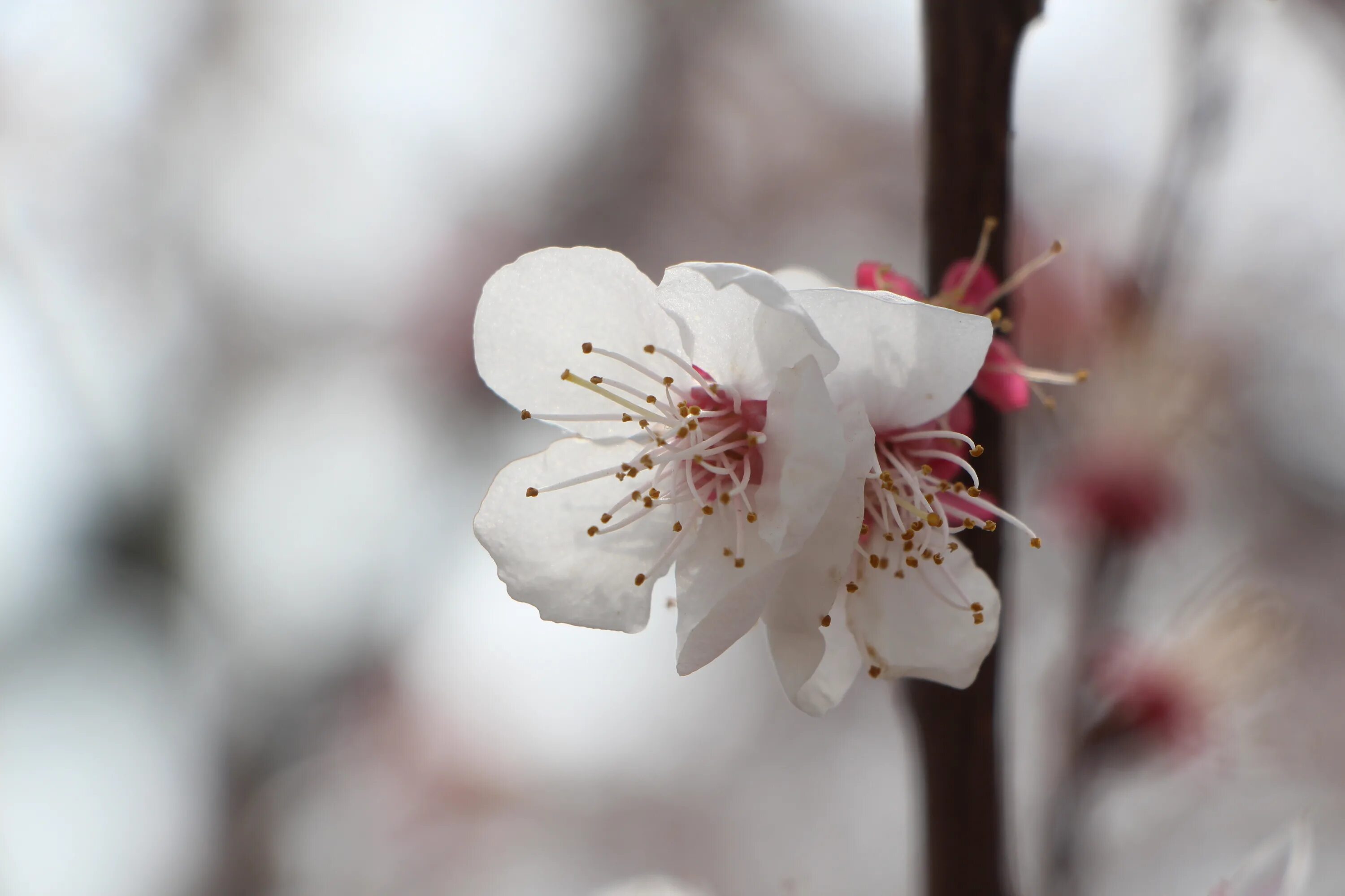 Цветок 4 апреля. Цветы вишни. Апрель цветы. Весенние апрельские цветы.