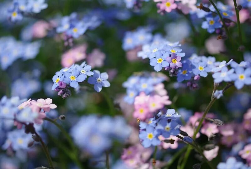 Незабудка света. Незабудка Myosotis Myomark. Незабудка голубые глазки многолетник. Незабудка крупноцветковая. Незабудки в природе.