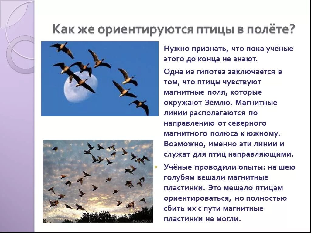 Зачем птицам. Сезонные миграции птиц. Как ориентируются птицы. Птицы и магнитное поле. Причины миграции птиц.