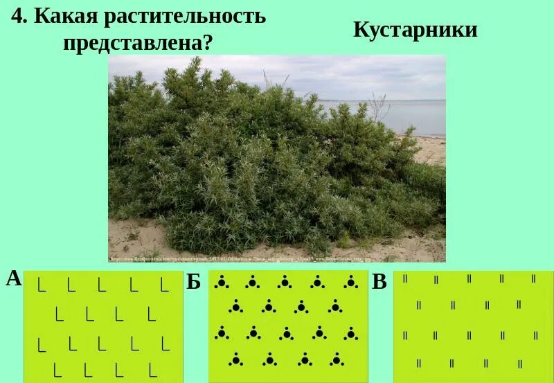Растительность какое число. Условные знаки растительности. влаголюбивая растительность условный знак. условные знаки растительность кусты. влаголюбивая растительность на карте.