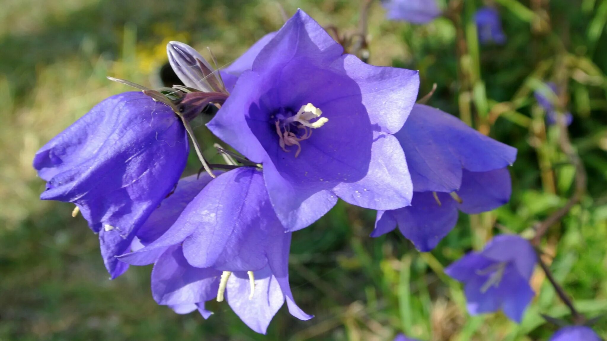 Колокольчик персиколистный (Campanula persicifolia). Колокольчик персиколистный (Campanula persicifolia `Takion Blue`). Колокольчик персиколистный (Campanula persicifolia l.). Кампанула синий колокольчик. Колокольчик ваз