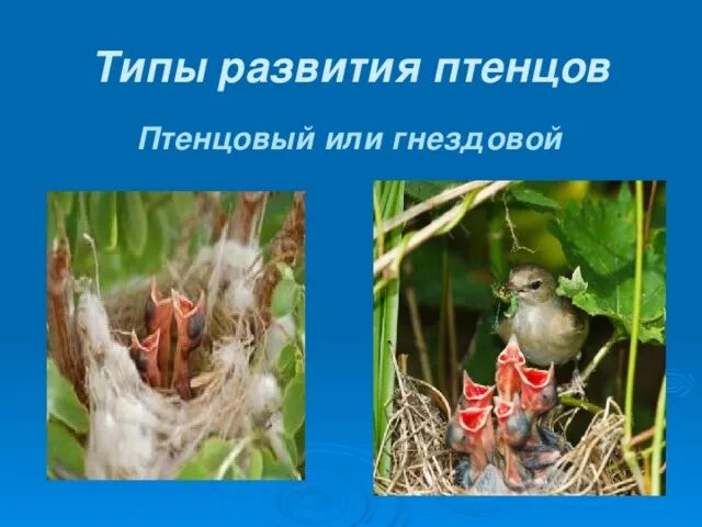 Типы птенцов. Типы развития птенцов. типы развития птенцов гнездовой. чайковые тип развития птенцов. формы развития птенцового типа.