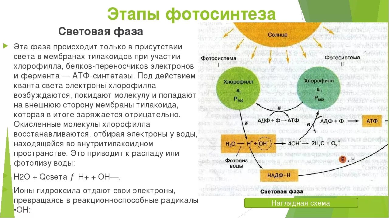 Результатом световой фазы является. Темновая фаза. Фотодыхание. Процесс фотосинтеза световая фаза схема. Фазы фотосинтеза кратко схема. Биология фотосинтез 10 класс световая и темновая фаза.