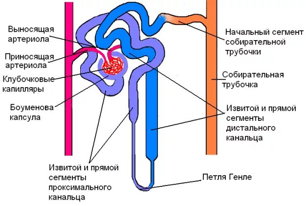 Выносящая артериола почки. Собирательная трубочка нефрона функция. Собирательная трубка нефрона функция. Нефрон почки строение и функции. Функция трубочек нефрона.