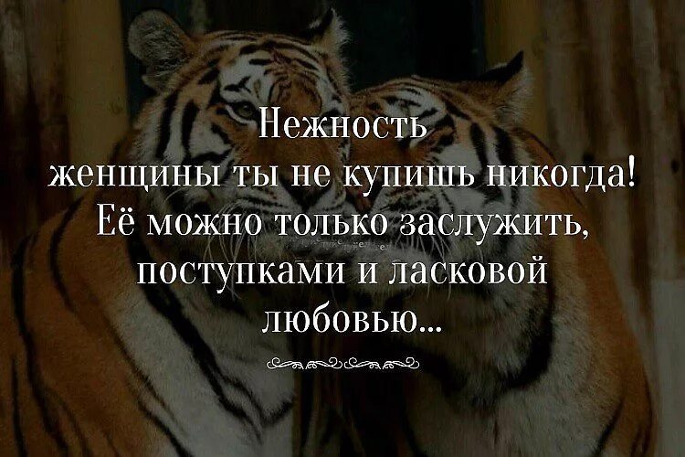 Нежность высказывания. Красивые цитаты о нежности. Афоризмы про нежность. Афоризмы о нежности и любви. Нежность цитаты.