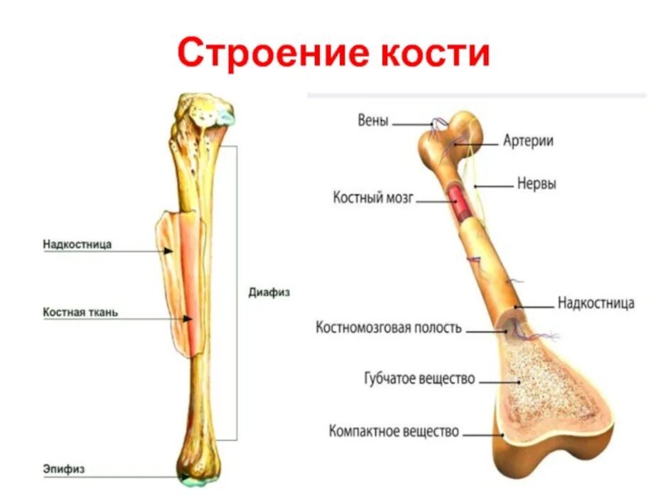 Части трубчатой кости. Внутреннее строение кости кратко. Строение трубчатой кости. Строение трубчатой кости биология 8 класс. Строение человеческой кости 8 класс.