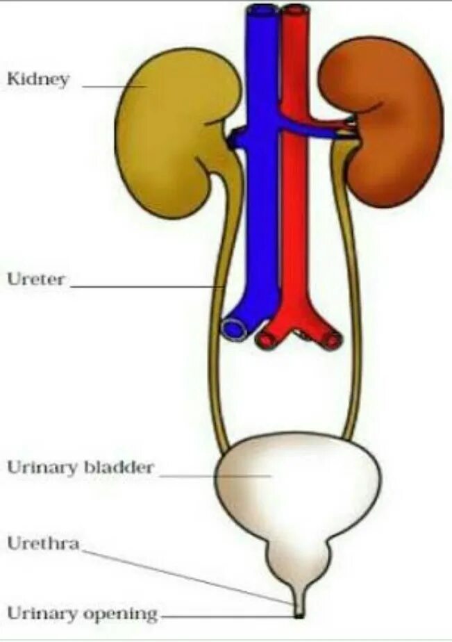 Urinary system. Human Excretory System. Urinary Excretory System. Urinary System functions. Excretory System functions.