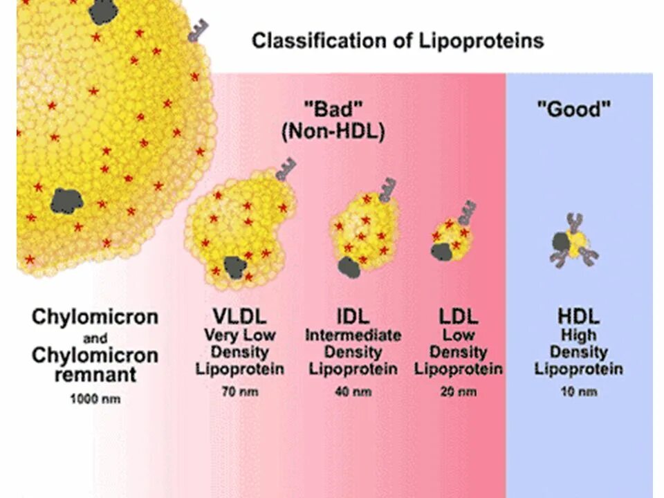 Липопротеин. Липопротеин (а) small density. Холестерол- ЛПОНП (very Low density cholesterol)-норма. Виды HDL.