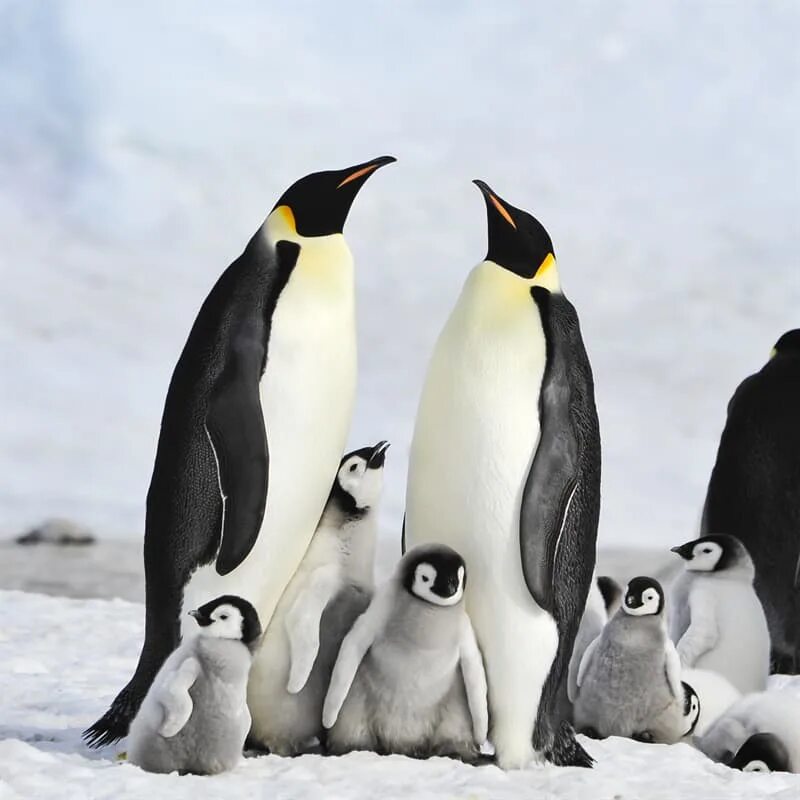 Пингвины идут с пляжа молча. Пингвины. Пингвин красавец. Пингвин идет. Пингвин Император.