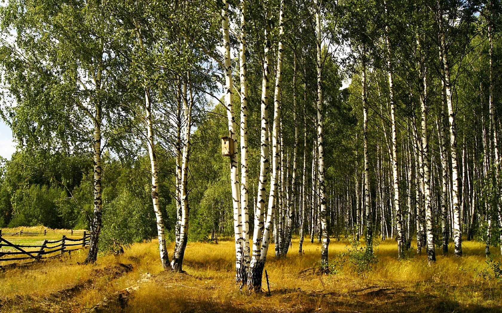 Березовая роща томск. Берёзовая роща в ростове на дону. Березовая роща. Березовая роща саратов. Где эта роща.